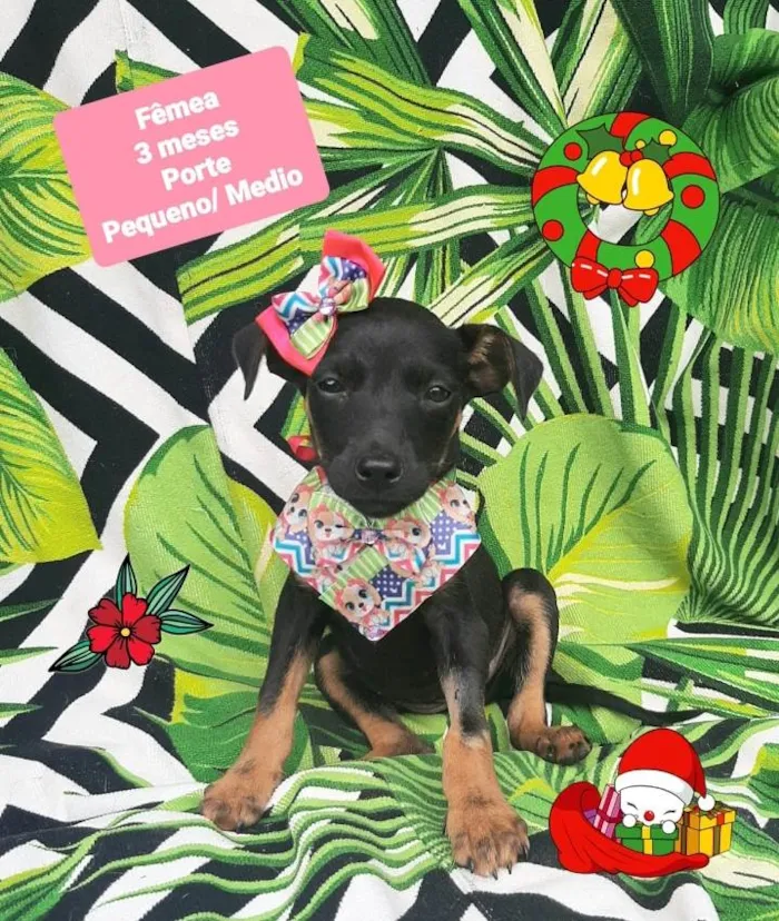 Cachorro raça Srd idade 2 a 6 meses nome Florinha