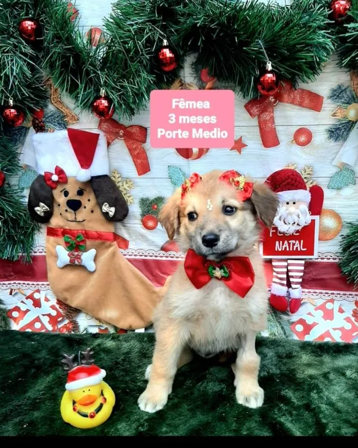 Cachorro raça Srd idade 2 a 6 meses nome Linda