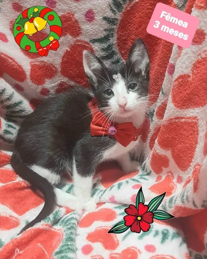 Gato raça Srd idade 2 a 6 meses nome Marrye