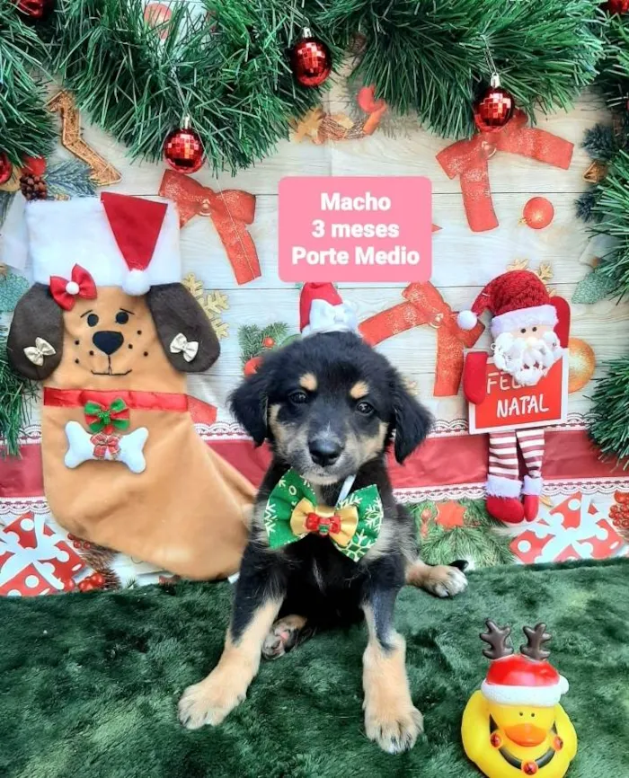 Cachorro raça Srd idade 2 a 6 meses nome Huguinho