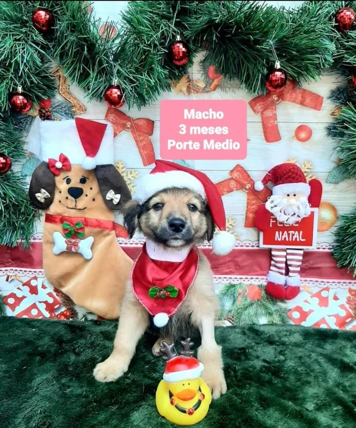 Cachorro raça Srd idade 2 a 6 meses nome Vandinho 