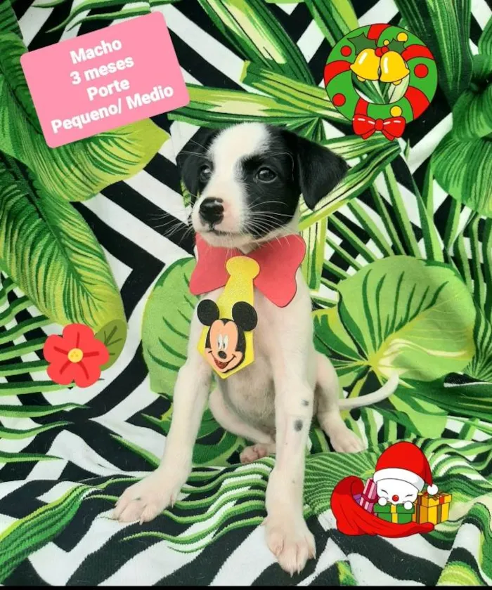 Cachorro raça Srd idade 2 a 6 meses nome Pinta 