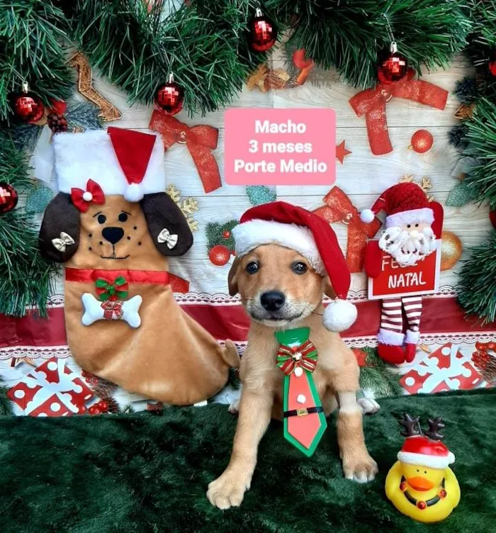 Cachorro raça Srd idade 2 a 6 meses nome Renatinho