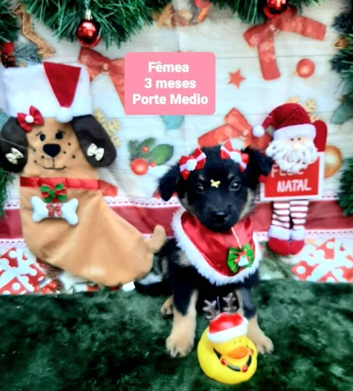 Cachorro raça Srd idade 2 a 6 meses nome Peladinhaaaa