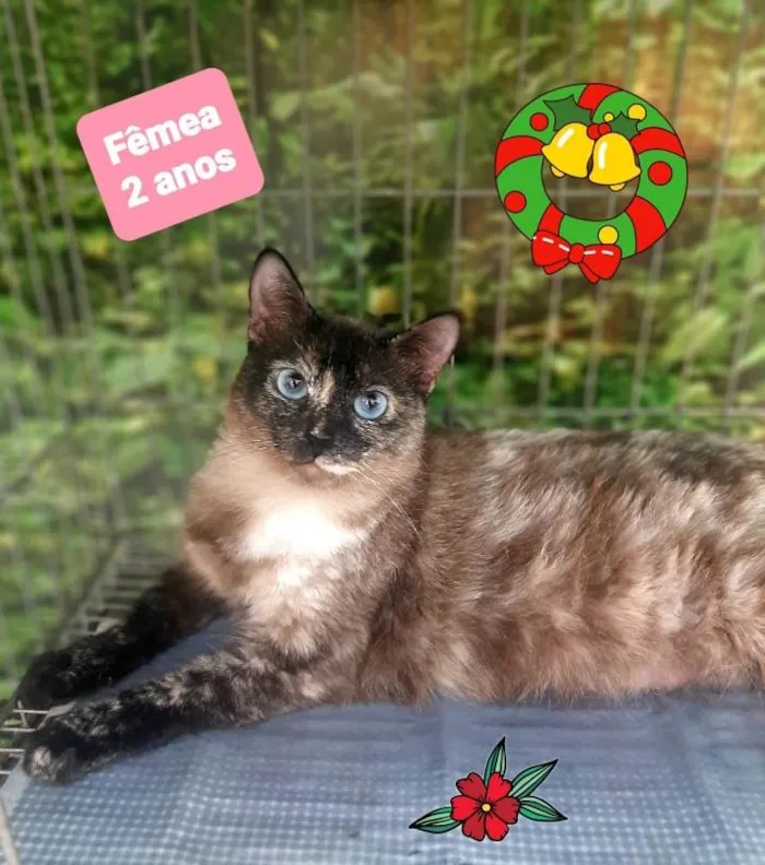 Gato raça Srd idade 2 anos nome Starzinha