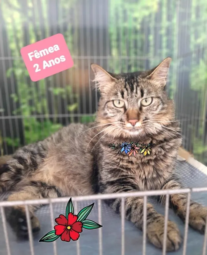 Gato raça Srd idade 2 anos nome Yara