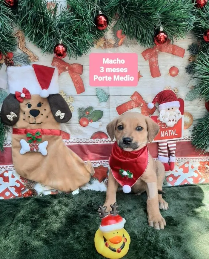 Cachorro raça Srd idade 2 a 6 meses nome Bettinho