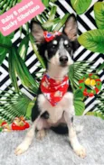 Cachorro raça Husky siberiano  idade 7 a 11 meses nome Baby 