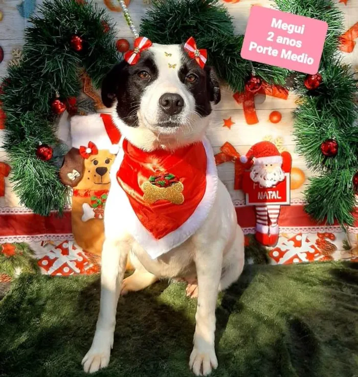 Cachorro raça Srd idade 2 anos nome Megui