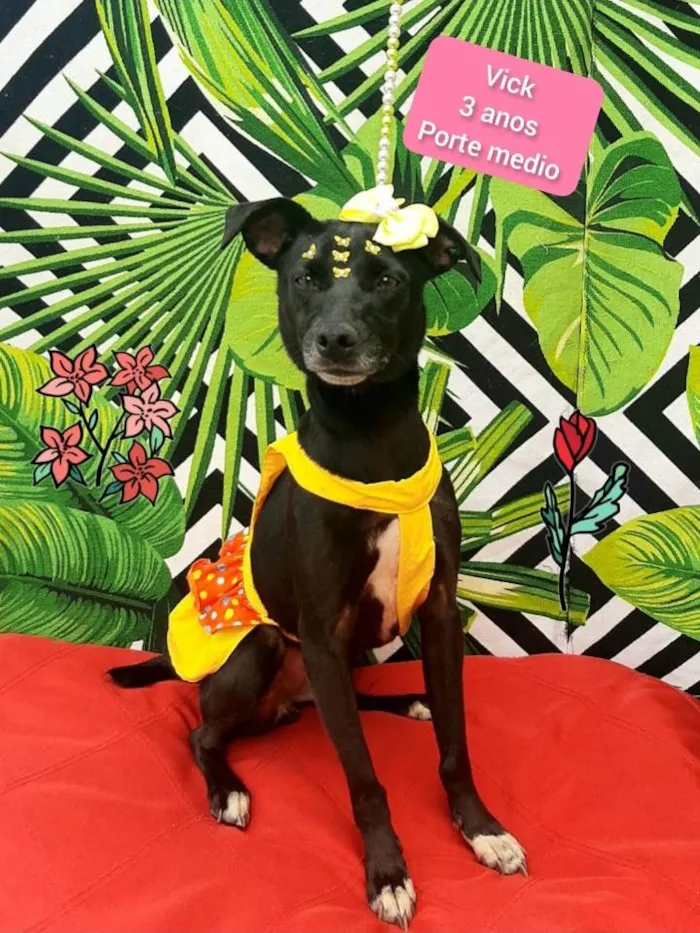 Cachorro raça Srd idade 3 anos nome Vick
