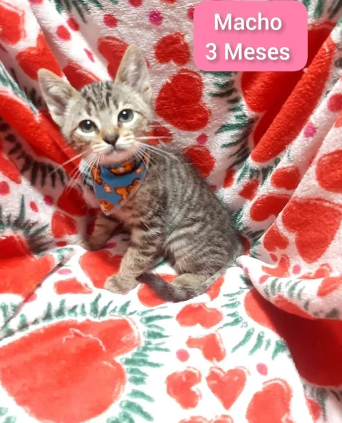 Gato raça Srd idade 2 a 6 meses nome Yago