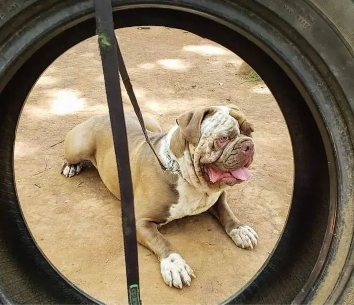 Cachorro raça Buldogue Campeiro idade 4 anos nome Comanche