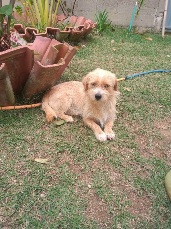 Cachorro ra a Indefinido  idade 2 anos nome Comendador 