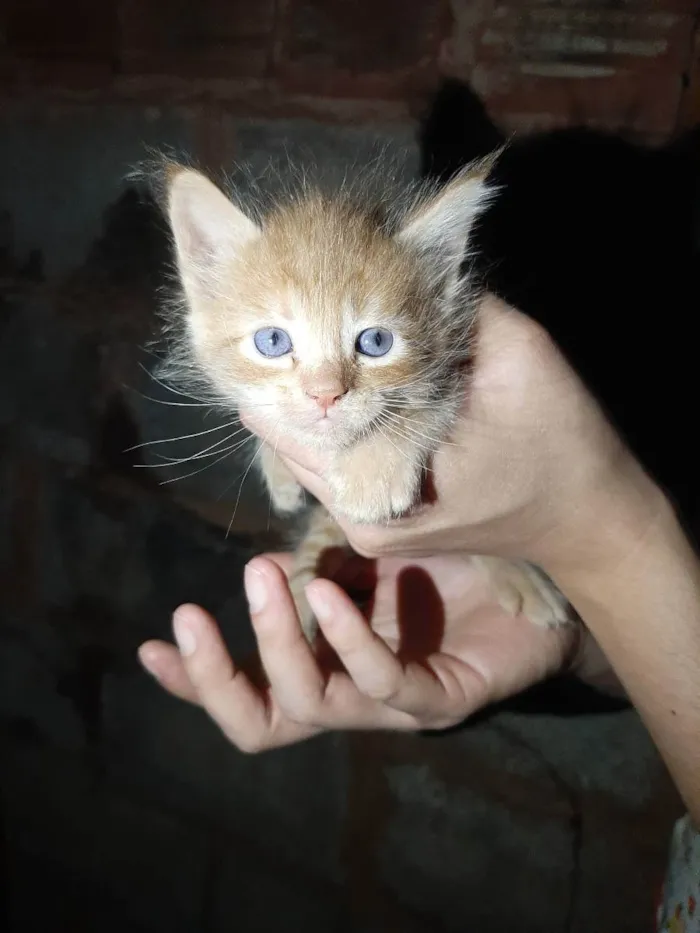 Gato ra a Não sei idade Abaixo de 2 meses nome Sem nome