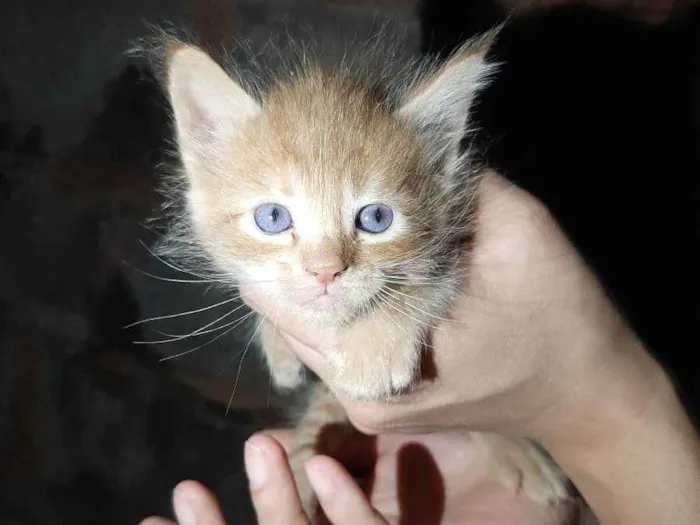 Gato ra a Não sei idade Abaixo de 2 meses nome Sem nome