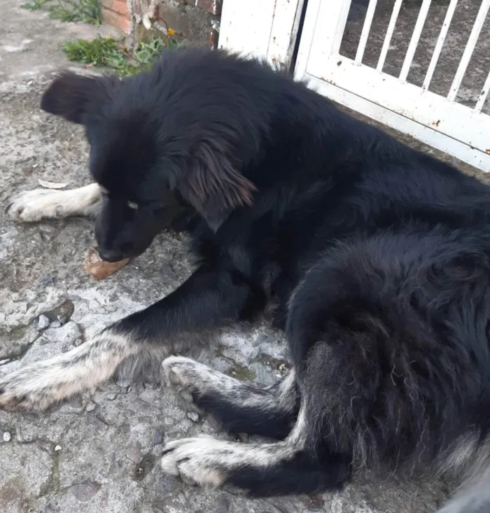 Cachorro ra a Bernese Mountain Dog idade 1 ano nome Nina