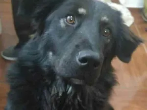 Cachorro raça Bernese Mountain Dog idade 1 ano nome Nina