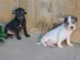 Odin e Kali
