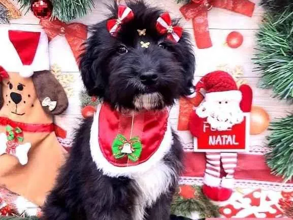 Cachorro raça Srd idade 2 a 6 meses nome Isa 