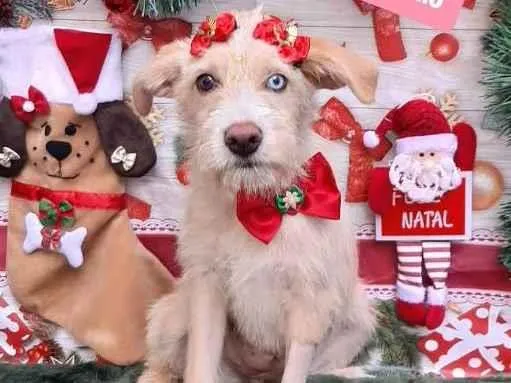 Cachorro raça Srd idade 2 a 6 meses nome Meredith 