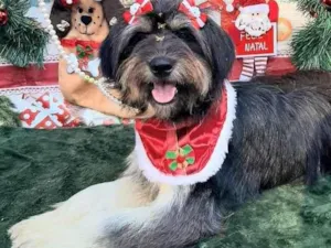 Cachorro raça Srd idade 1 ano nome Luiza