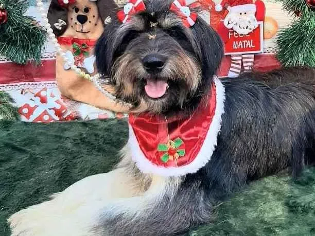 Cachorro raça Srd idade 1 ano nome Luiza