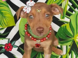 Cachorro raça Srd idade 2 a 6 meses nome Bibi