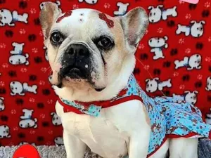 Cachorro raça Bulldog francês  idade 4 anos nome Havena 