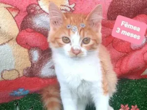 Gato raça Srd idade 2 a 6 meses nome Luiza G