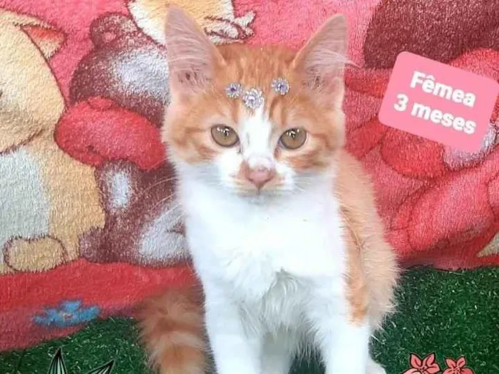 Gato raça Srd idade 2 a 6 meses nome Luiza G