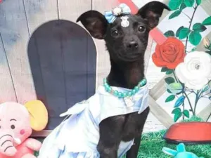 Cachorro raça Srd idade 2 a 6 meses nome Pretoca