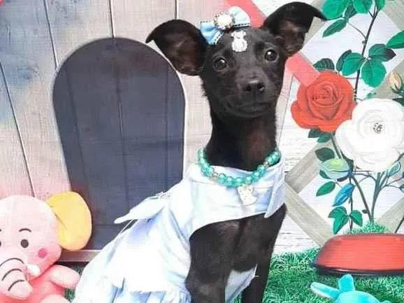 Cachorro raça Srd idade 2 a 6 meses nome Pretoca