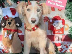 Cachorro raça Srd idade 2 a 6 meses nome Chiquinha