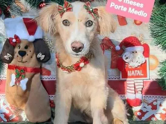 Cachorro raça Srd idade 2 a 6 meses nome Chiquinha