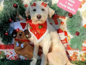 Cachorro raça Srd idade 1 ano nome Pérola 