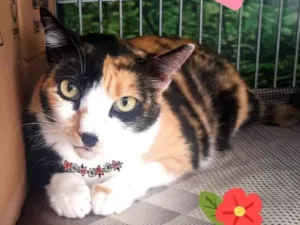 Gato raça Srd idade 2 anos nome Fiona