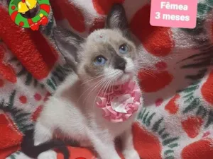 Gato raça Srd idade 2 a 6 meses nome Lulu