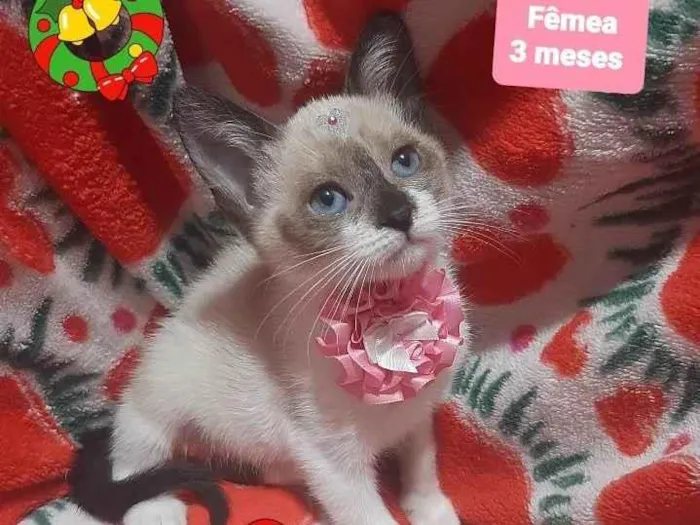 Gato raça Srd idade 2 a 6 meses nome Lulu