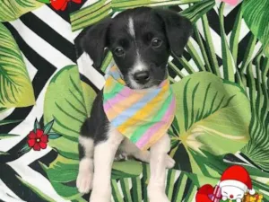 Cachorro raça Srd idade 2 a 6 meses nome Zeca