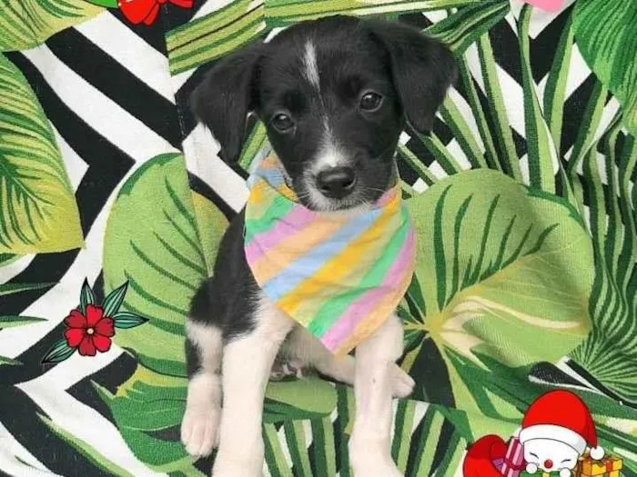 Cachorro raça Srd idade 2 a 6 meses nome Zeca