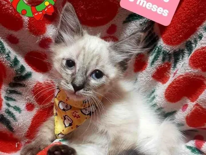 Gato raça Srd idade 2 a 6 meses nome Luis 