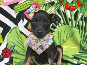 Cachorro raça Srd idade 2 a 6 meses nome Florinha