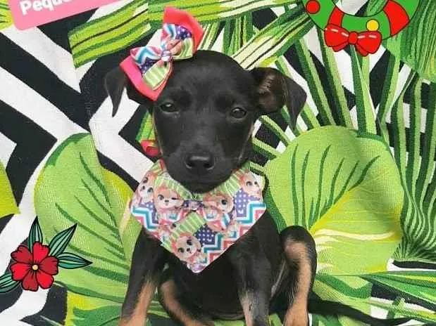 Cachorro raça Srd idade 2 a 6 meses nome Florinha