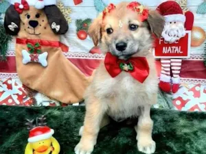 Cachorro raça Srd idade 2 a 6 meses nome Linda
