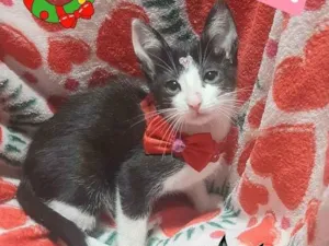 Gato raça Srd idade 2 a 6 meses nome Marrye