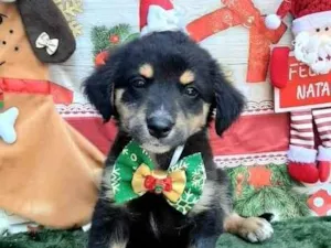 Cachorro raça Srd idade 2 a 6 meses nome Huguinho