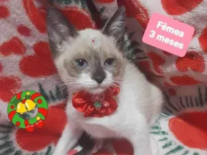 Gato raça Srd  idade 2 a 6 meses nome Lua
