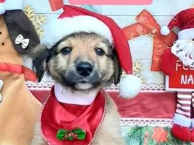 Cachorro raça Srd idade 2 a 6 meses nome Vandinho 