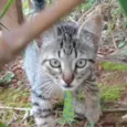 Pingo 