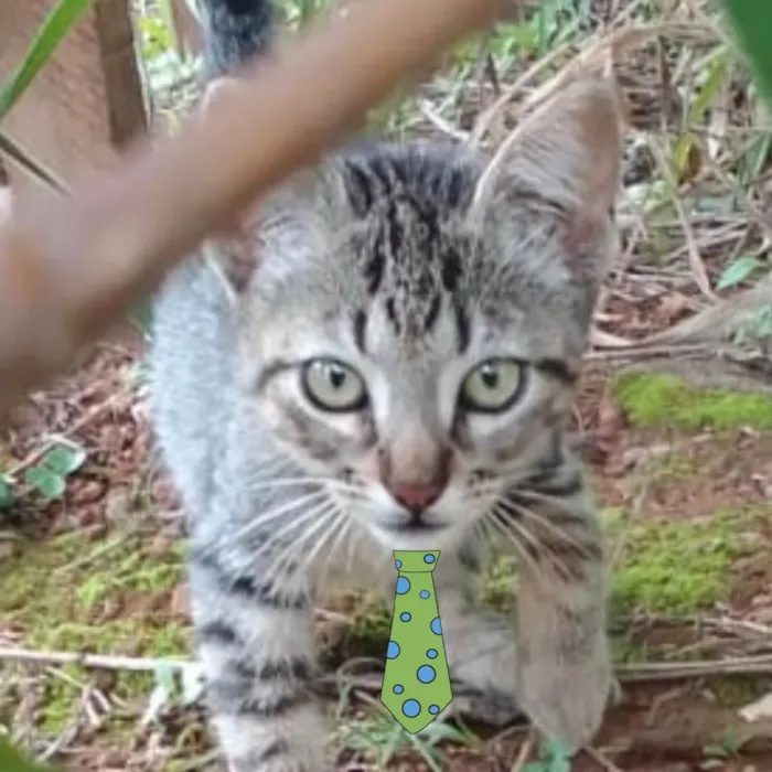 Gato ra a Mestiço  idade 2 a 6 meses nome Pingo 